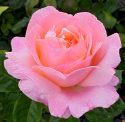 Roseira 'Isabelle Autissier'